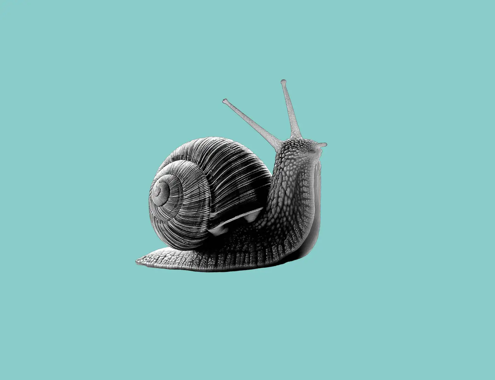 dg birkenwaeldle branding schnecke