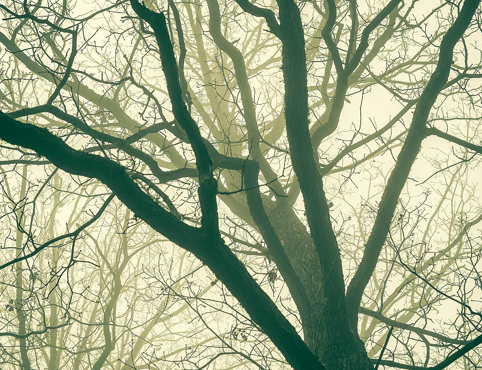 dg slide foto baumimnebel